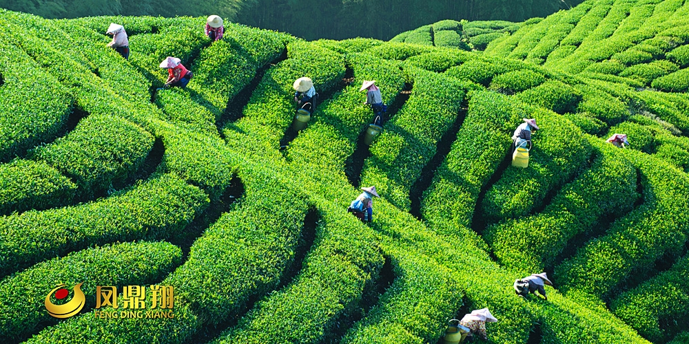 鳳鼎祥茶葉茶農(nóng)采茶畫面_高瑞品牌